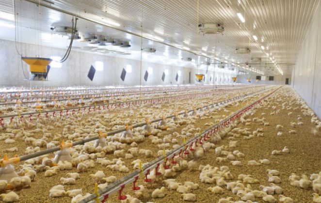 El nuevo Real Decreto de Ordenación de todo el sector avícola, sometido a exposición pública Express